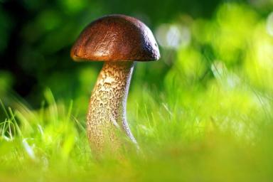Специалист рассказал, какие съедобные грибы могут быть опасны