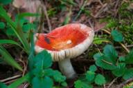 На Гомельщине женщина умерла от отравления грибами. Всего отравились 5 человек