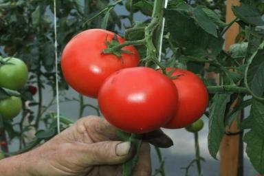 Как вырастить помидоры на даче без теплицы