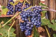 Медики рассказали, когда виноград становится опасен для здоровья