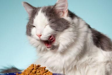 Как выбрать корм для кошек: 4 правила для здорового рациона питомца