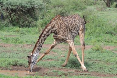 Люди увидели, как жирафы едят траву, и теперь их жизнь не будет прежней