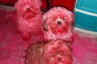 Виновата косметика: Хозяйка щенков стала свидетельницей настоящего кошмара