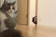 Неожиданный поворот и удивление: Хозяин сыграл с кошкой в гляделки и выиграл