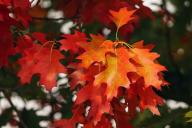 Названы 5 особенностей людей, у которых день рождения в октябре