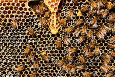 Это крайне опасно: китаец разместил на своем теле тысячи пчел 