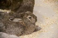 Белорусам разрешили охотиться на зайца. Но есть условия