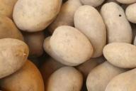 Тракторист из Дрогичинского района за два дня украл 15 тонн картофеля