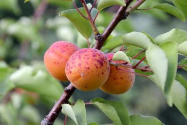 Как выбрать саженец плодового дерева: 6 главных ошибок