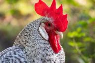 Бойцовский петух убил полицейского