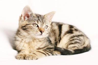 Издавна люди говорили, что коты способны лечить людей.  Ученые рассказали, как эти животные способны положительно влиять на здоровье человека.