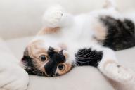 Зооинженер рассказала, как научить кошку купаться