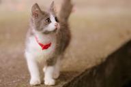 Как понять, что у кошки стресс: специалист назвала 6 признаков