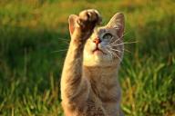 Специалисты объяснили, зачем кошки прыгают на ноги человека