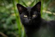 Не из-за любви: специалисты выяснили, почему кошки ревнуют человека