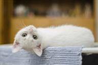 Ученые объяснили, по какому критерию кошка выбирает себе хозяина