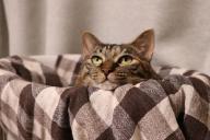 Почему кошка любит царапать хозяина: ученые назвали 3 причины