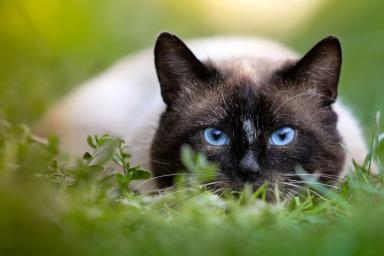 Ученые объяснили, почему кошки издают странные звуки, когда смотрят на птиц