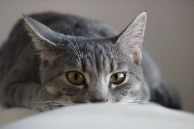 Почему кошка балуется по ночам: зоологи назвали 4 причины