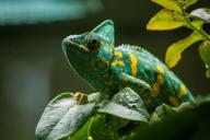 Зооинженер объяснила, почему некоторые люди заводят необычных домашних питомцев