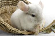 Эксперт составила список домашних животных, которые не подходят для семьи с маленьким ребенком