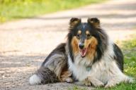 Аристократичные, умные и преданные: эксперт рассказала, кому стоит завести колли