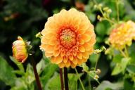 Опытные дачники советуют только так готовить к зимовке и хранить георгины