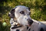 Почему собака игнорирует свою кличку: специалисты перечислили 3 основные причины