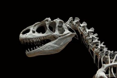 Археологи нашли окаменелый отпечаток пера динозавра