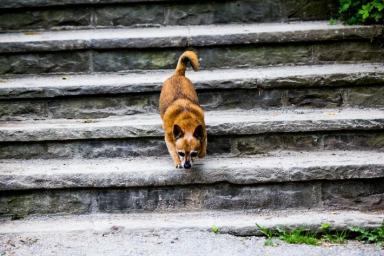 Эксперты объяснили, почему собаки боятся лестниц