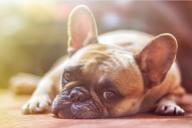 Специалисты назвали 3 ошибки человека, после которых собака начинает чувствовать себя главной