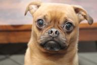 Почему с собакой нельзя быть слишком строгим: зоологи назвали 5 причин