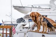 Эксперт рассказала, каким видом спорта можно заняться вместе с собакой