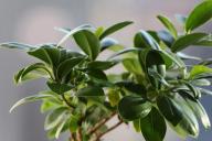 Дизайнеры назвали комнатные растения, которые подойдут к любому интерьеру