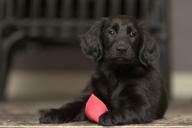 Зачем собаки спят с человеком: ученые назвали 5 причин