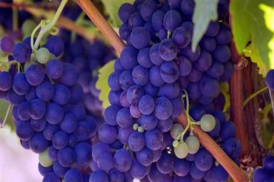 Уход за виноградом: советы начинающему садоводу