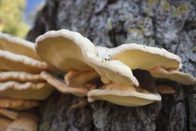 Ученые рассказали об уникальных целебных свойствах древесного гриба