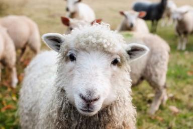 В Польше фермеры бастуют из-за поправок в законе о животных