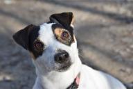 Умные и преданные: эксперт рассказала, кому подойдут терьеры в качестве питомца