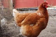 37-летнего мужчину осудили за изнасилование куриц