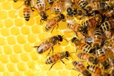 Эксперты перечислили 5 невероятных свойств мёда