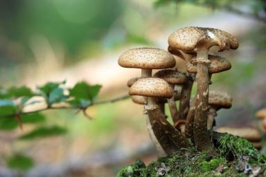 Таких вы точно не встречали в лесу: список грибов-рекордсменов