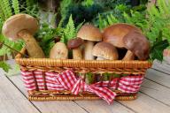 Как правильно варить грибы: опытные хозяйки поделились секретами