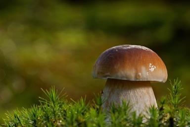 Ученые рассказали о неизвестных свойствах белого гриба