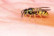 Женщина погибла от укуса осы, спрятавшейся в пакете сока