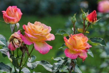 Как правильно посадить розы осенью: 2 главные ошибки