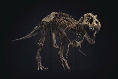 Скелет тираннозавра продан на аукционе в США за 32 миллиона долларов