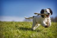 Эксперт рассказала, кому стоит завести спаниеля