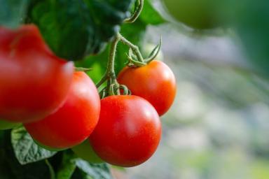 Как вырастить помидоры и заставить их обильно плодоносить