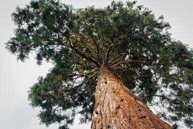 Ученые назвали самое высокое дерево на планете